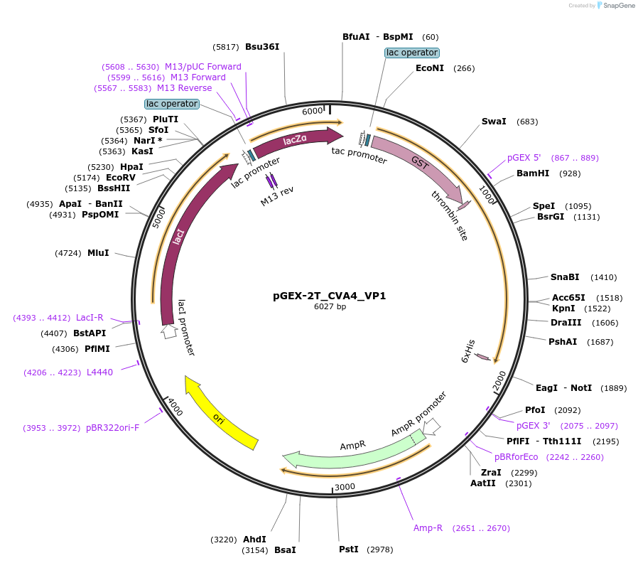 202068-plasmid-map-sequence-id-403298