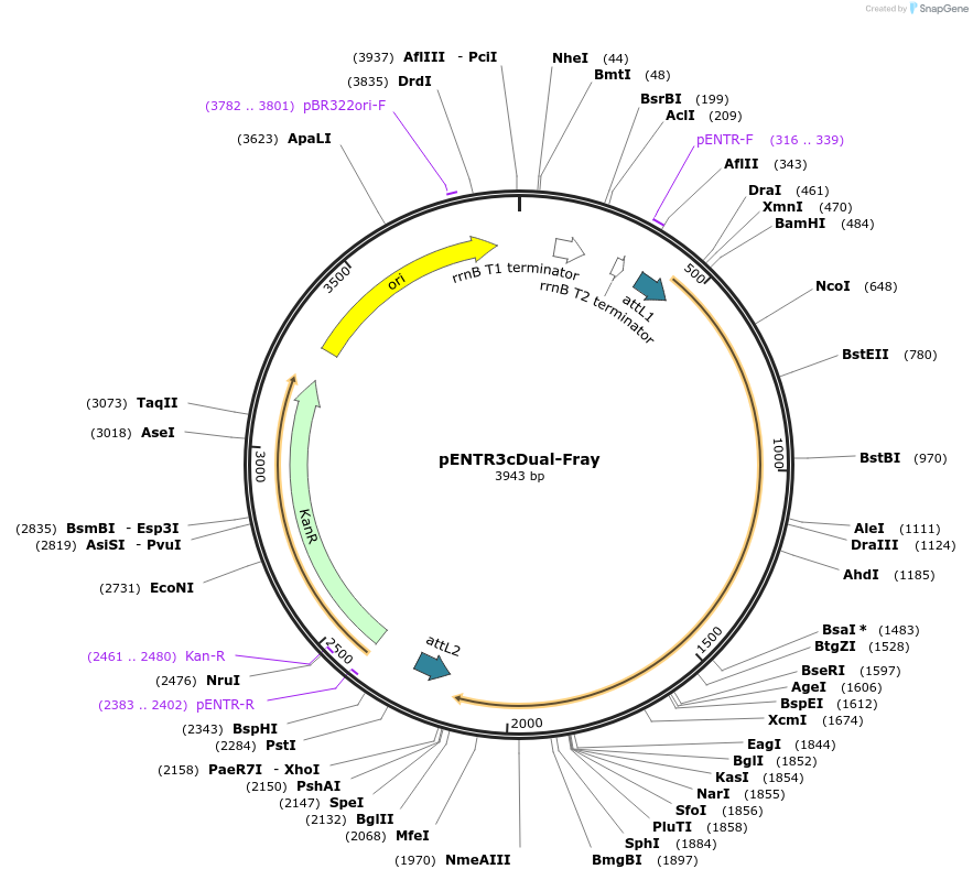 203977-plasmid-map-sequence-id-403301