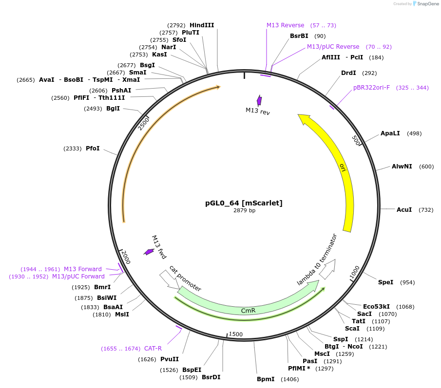 198975-plasmid-map-sequence-id-403302