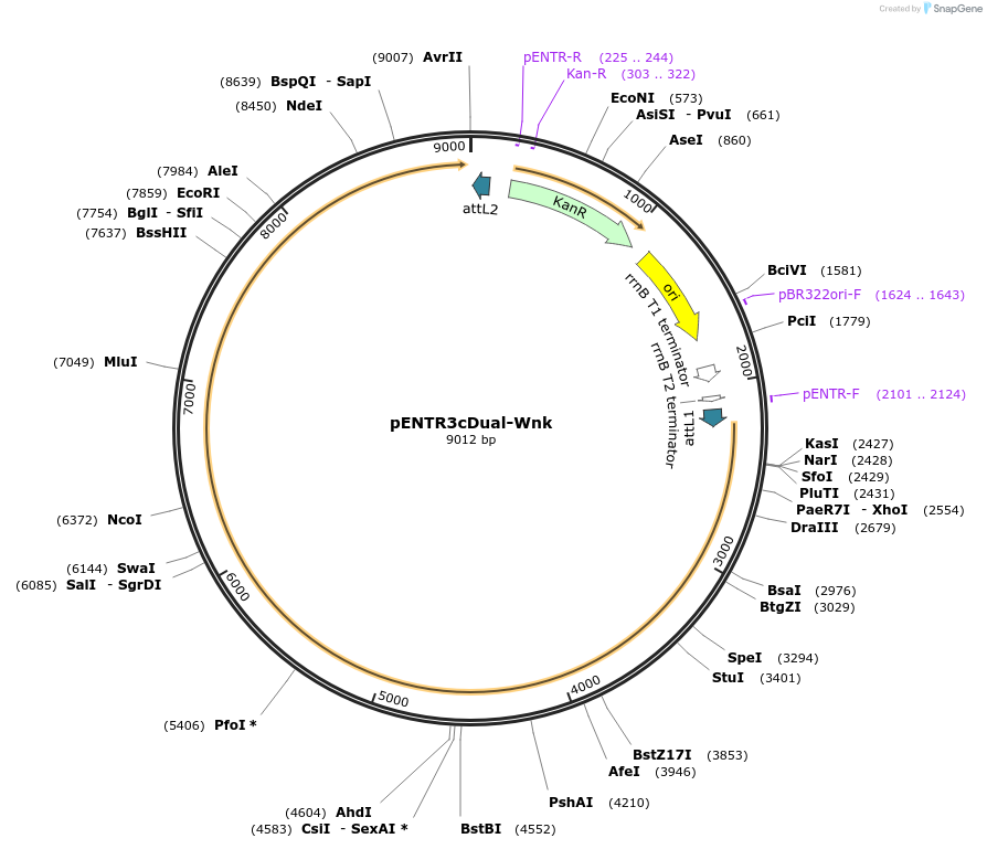 203976-plasmid-map-sequence-id-403303