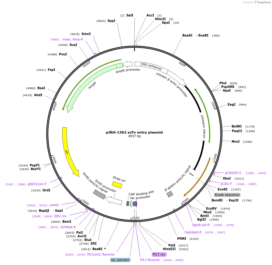 201912-plasmid-map-sequence-id-403308