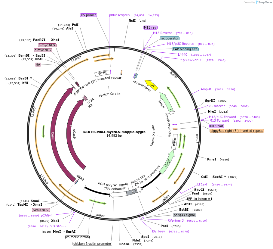 204719-plasmid-map-sequence-id-403310