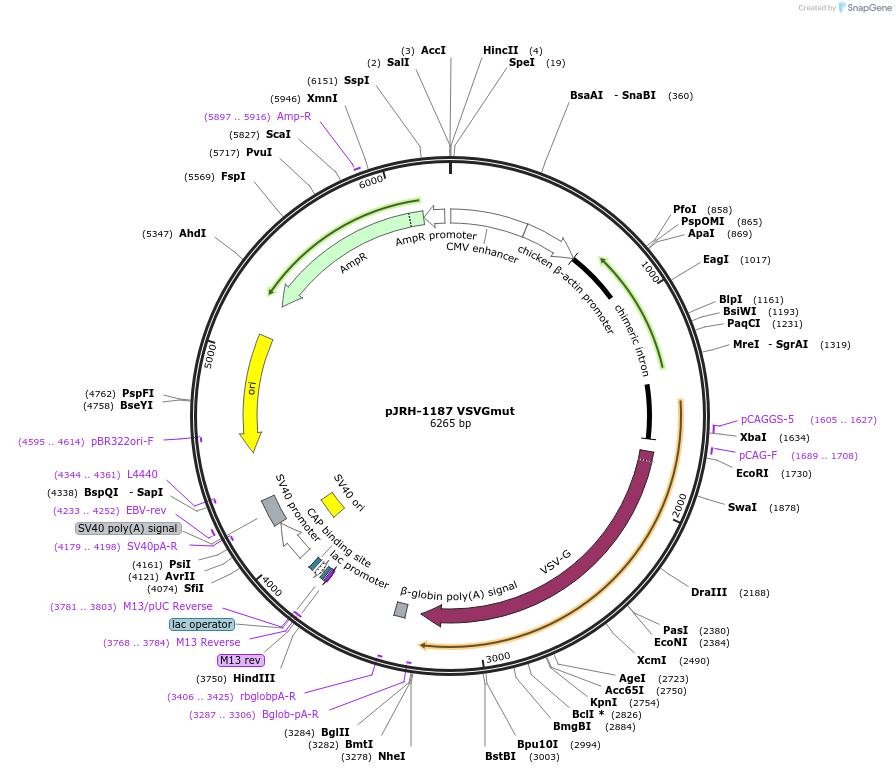 201913-plasmid-map-sequence-id-403312