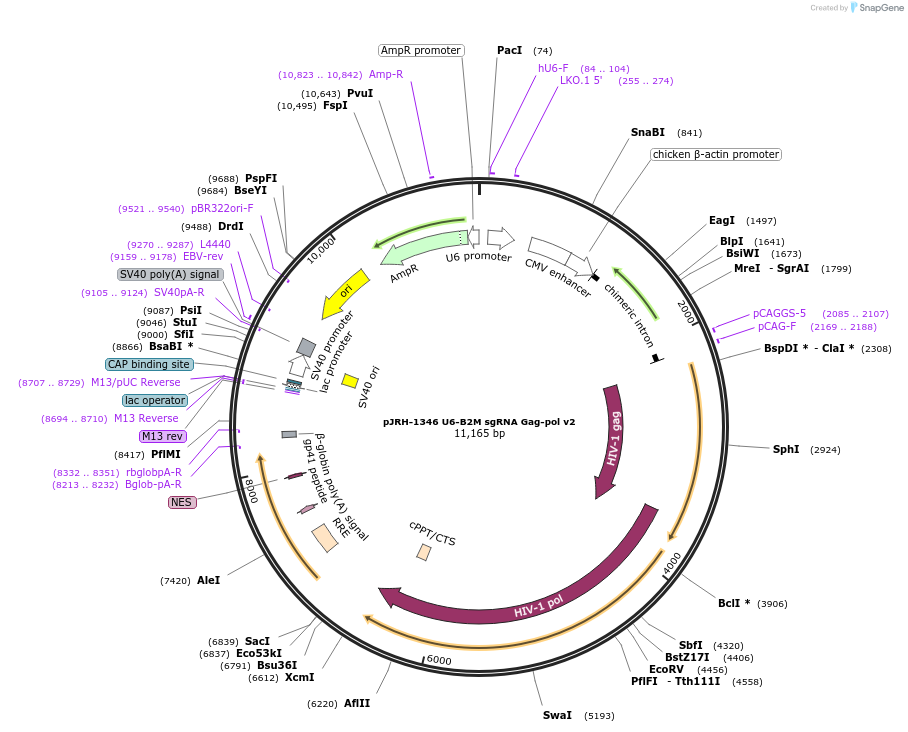 201917-plasmid-map-sequence-id-403313