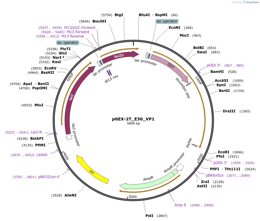 202070-plasmid-map-sequence-id-403316