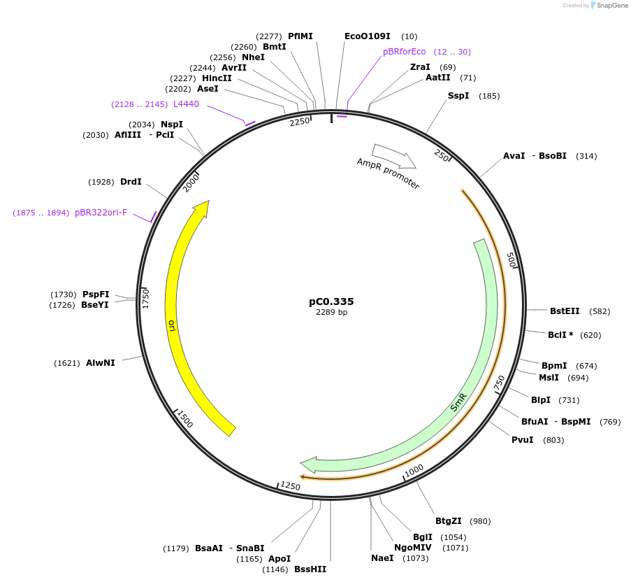 200623-plasmid-map-sequence-id-403328