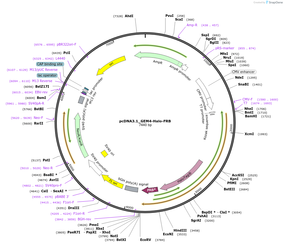 197057-plasmid-map-sequence-id-403329