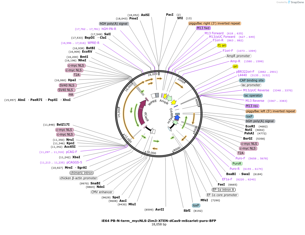 204723-plasmid-map-sequence-id-403330