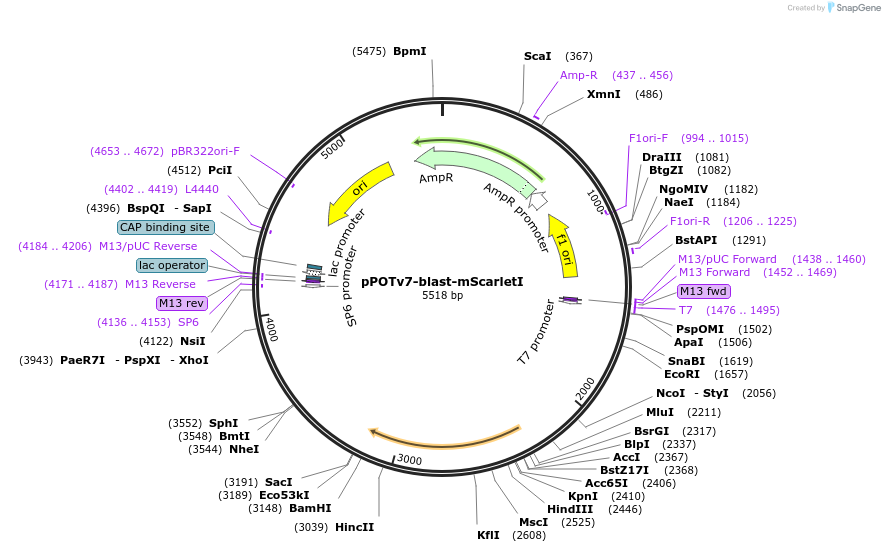 201442-plasmid-map-sequence-id-403333