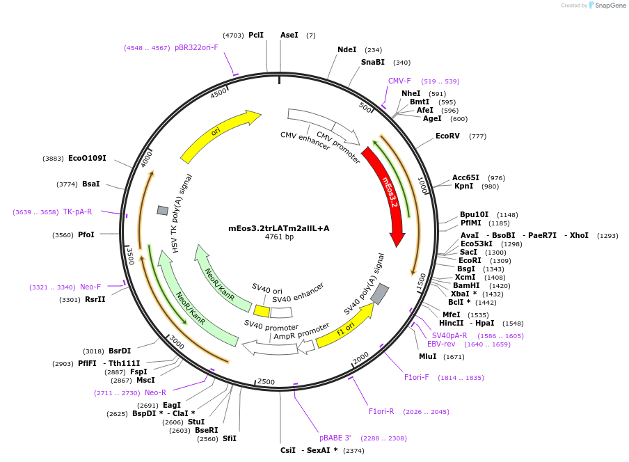 203750-plasmid-map-sequence-id-403335