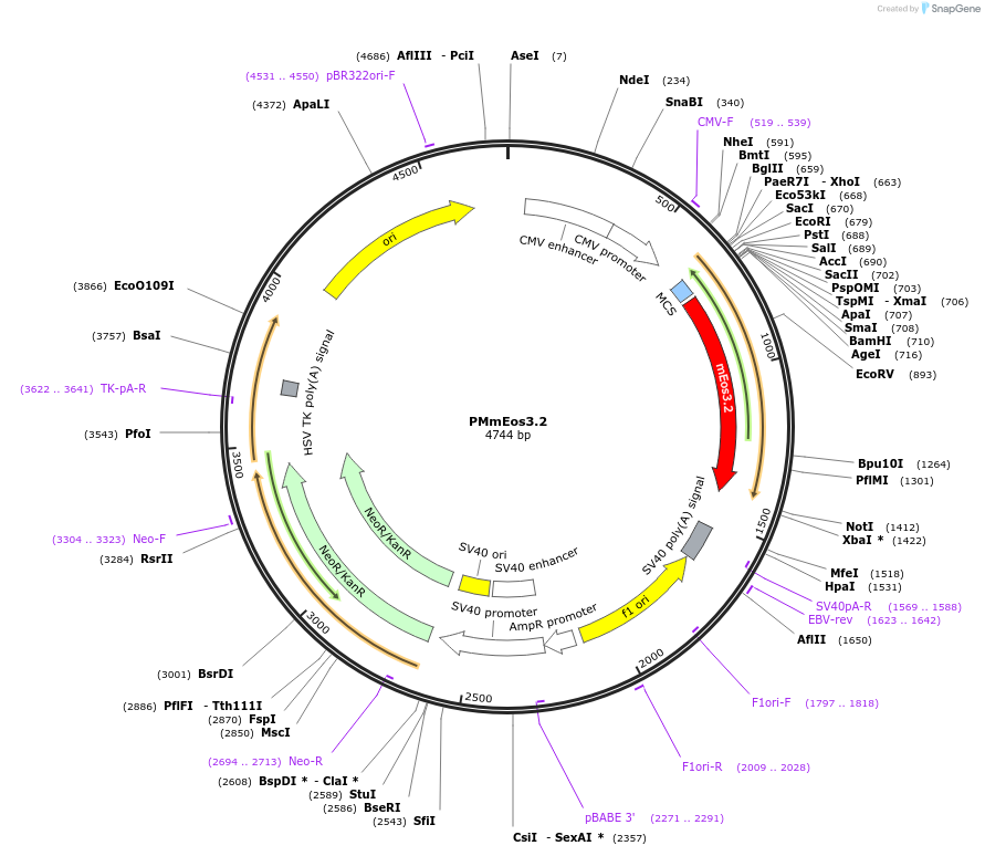 203755-plasmid-map-sequence-id-403338