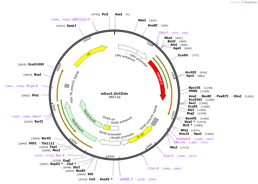 203751-plasmid-map-sequence-id-403340