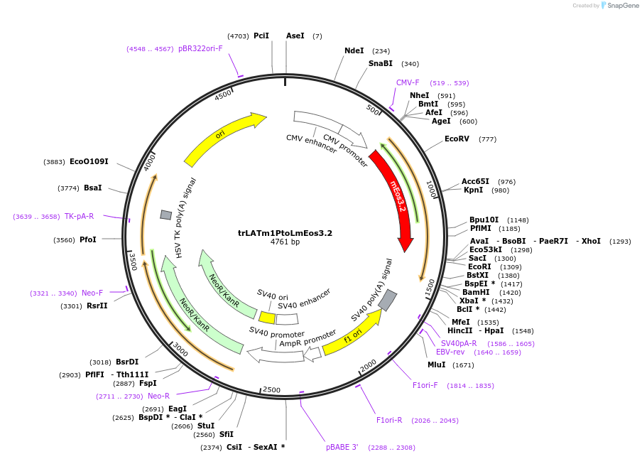 203749-plasmid-map-sequence-id-403341