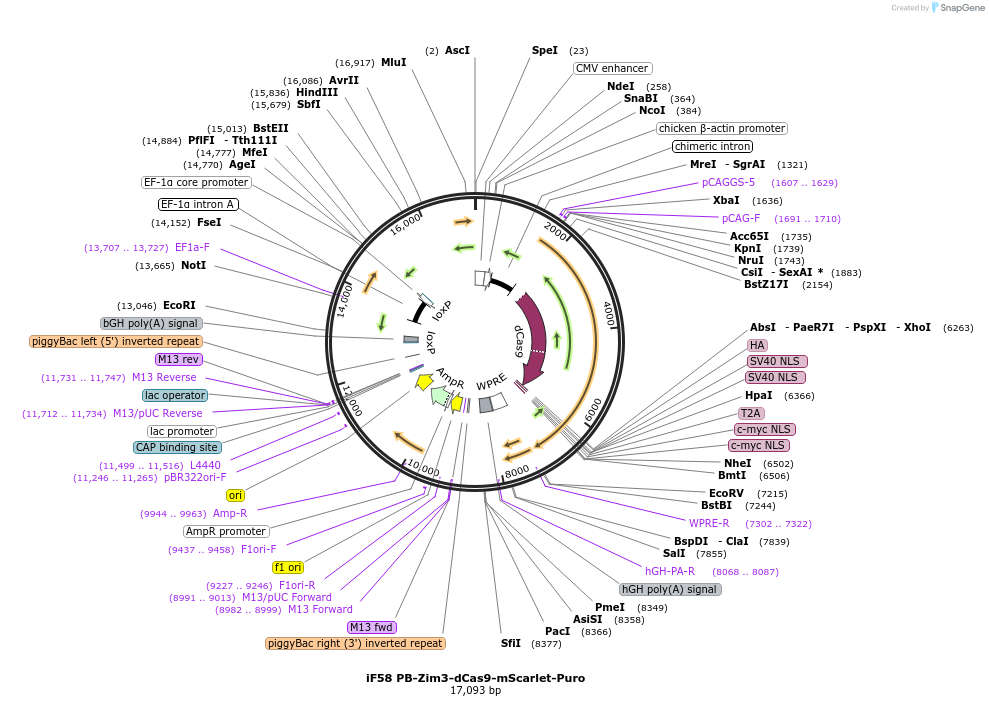 204728-plasmid-map-sequence-id-403343