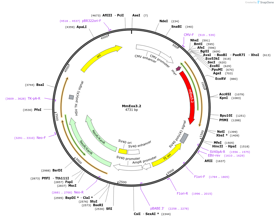 203754-plasmid-map-sequence-id-403344