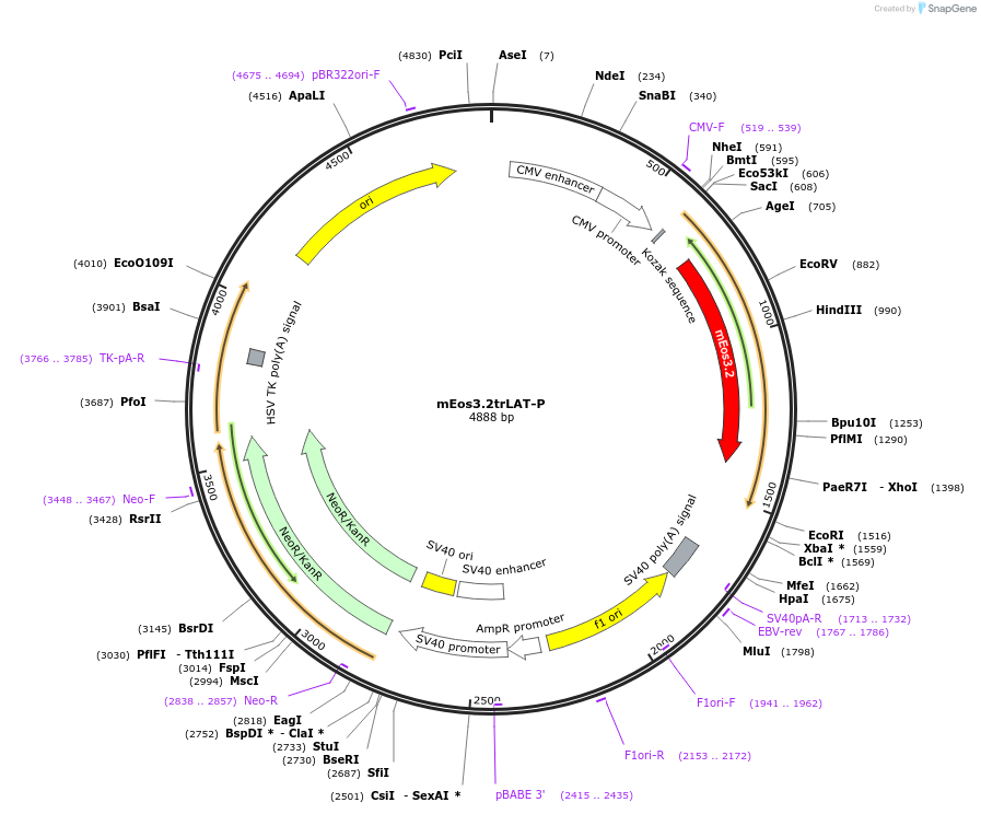 203747-plasmid-map-sequence-id-403346