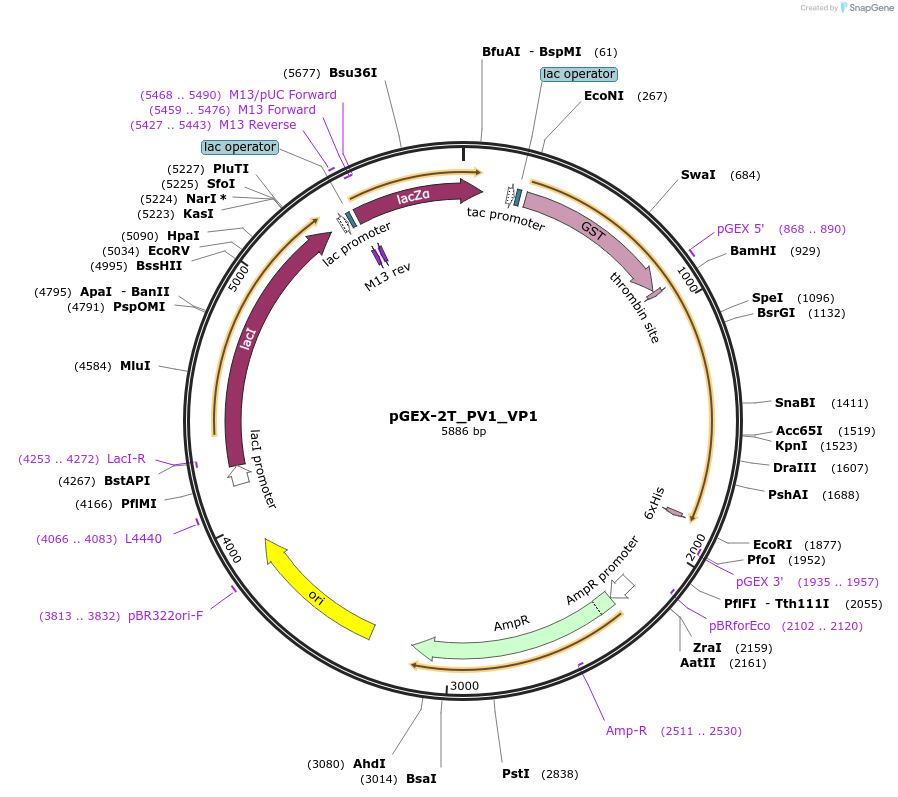 202071-plasmid-map-sequence-id-403351