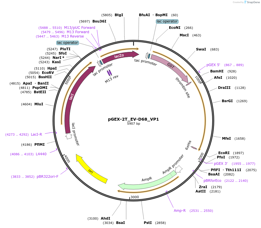 202072-plasmid-map-sequence-id-403360