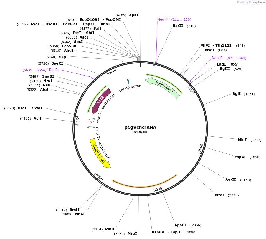 203815-plasmid-map-sequence-id-403361