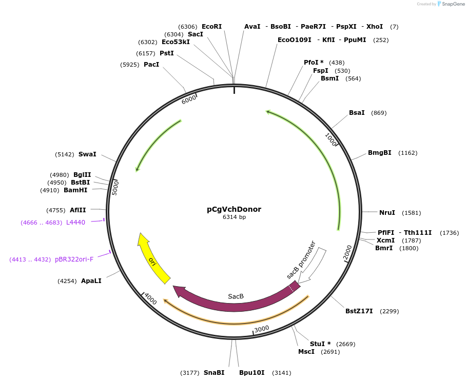 203817-plasmid-map-sequence-id-403362