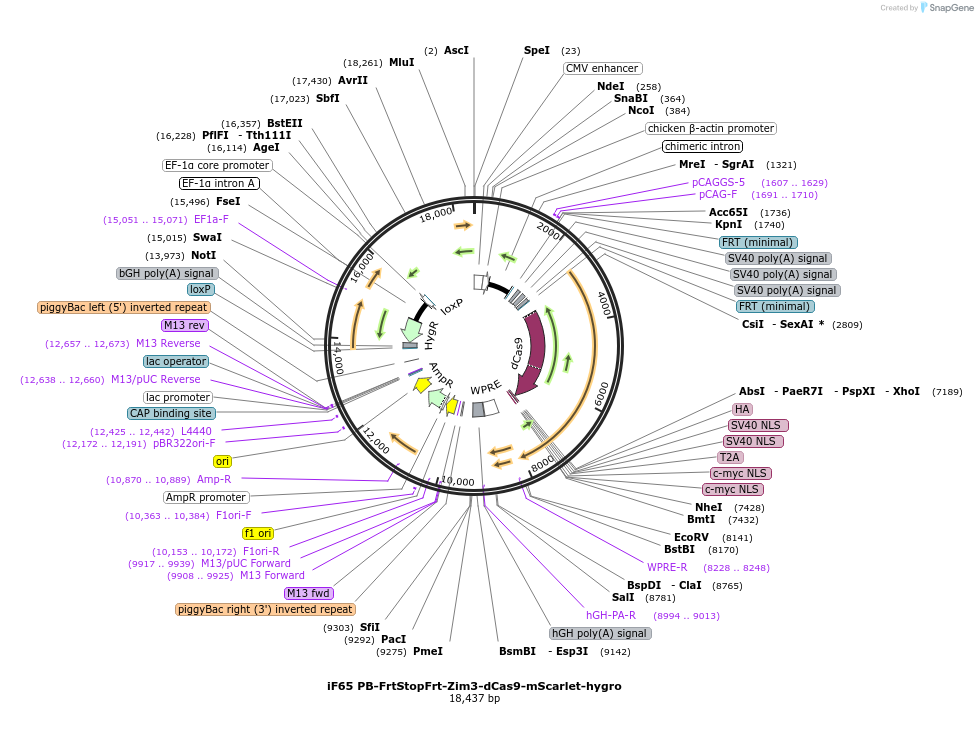 204730-plasmid-map-sequence-id-403363