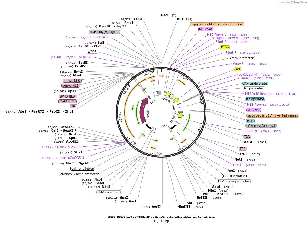 204732-plasmid-map-sequence-id-403366