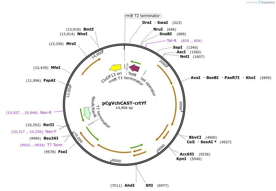 203816-plasmid-map-sequence-id-403367