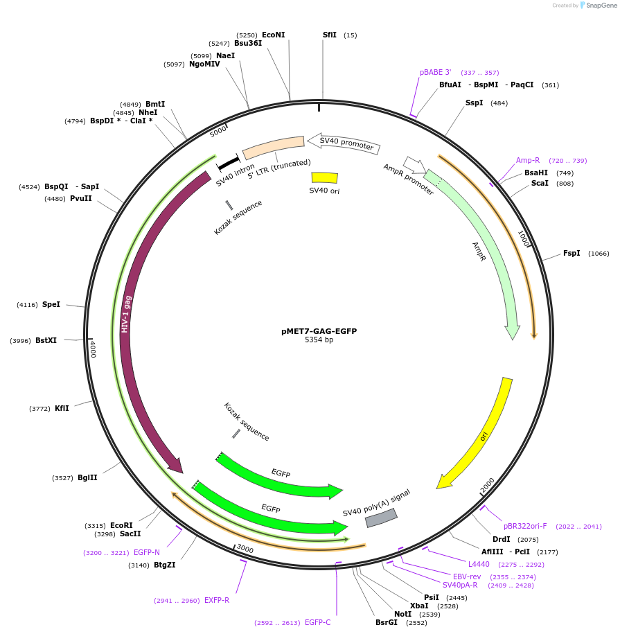 80605-plasmid-map-sequence-id-403391