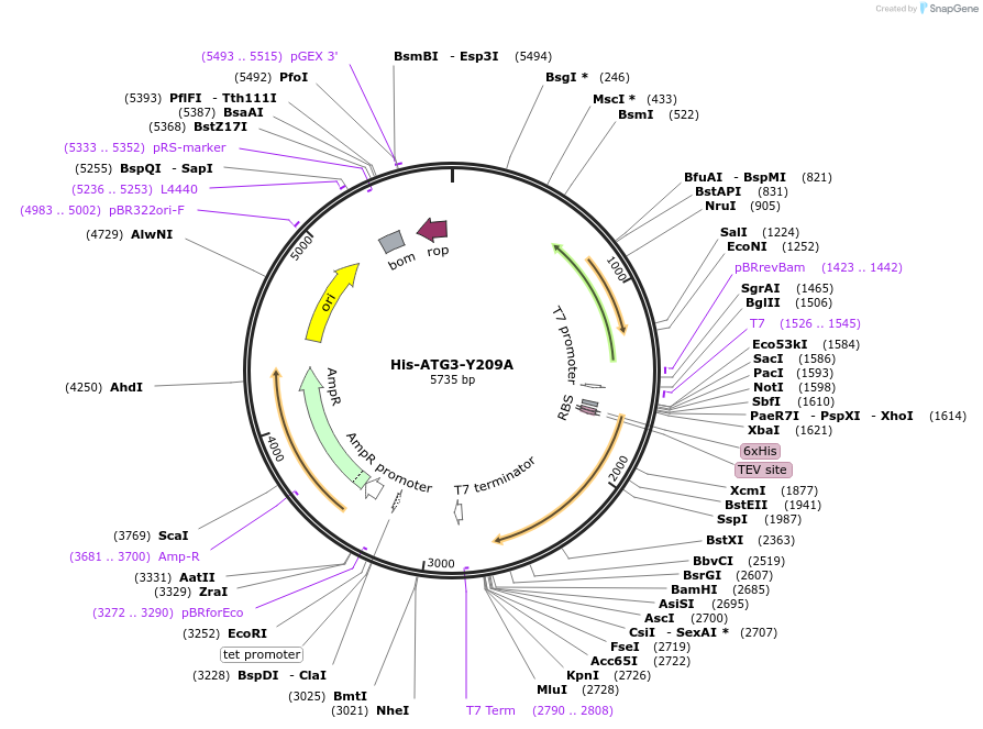 202779-plasmid-map-sequence-id-403394
