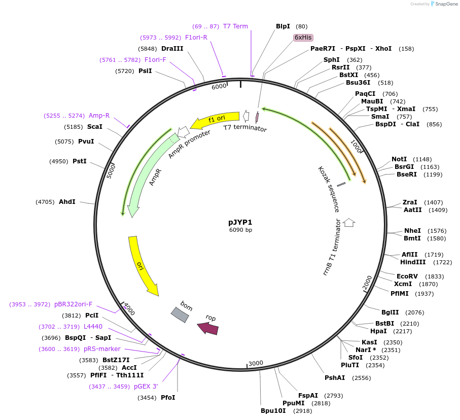 202406-plasmid-map-sequence-id-403395