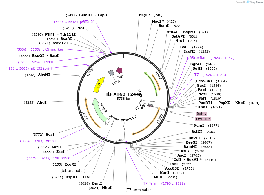 202781-plasmid-map-sequence-id-403397