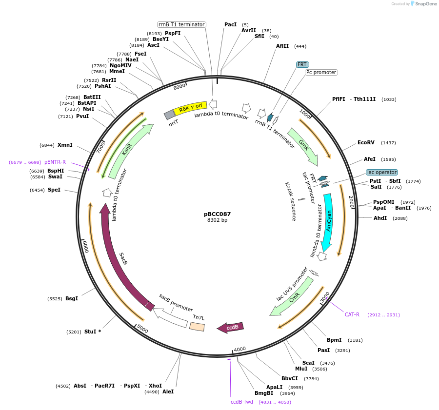 202214-plasmid-map-sequence-id-403403