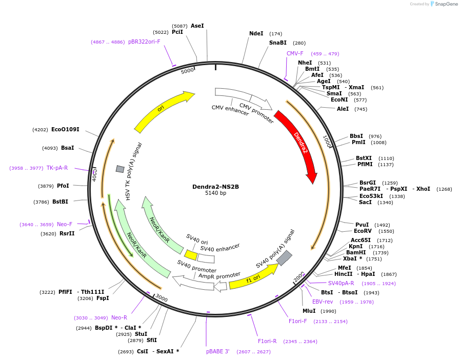 204218-plasmid-map-sequence-id-403431