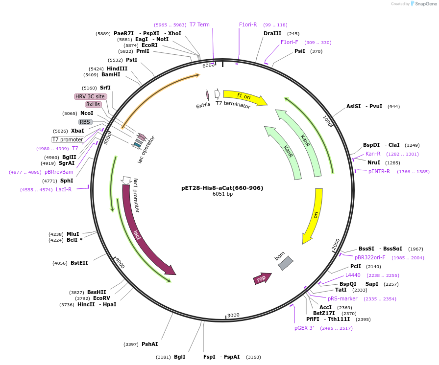 203333-plasmid-map-sequence-id-403434