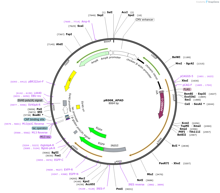 204818-plasmid-map-sequence-id-403437