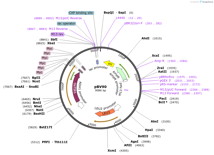 204601-plasmid-map-sequence-id-403442