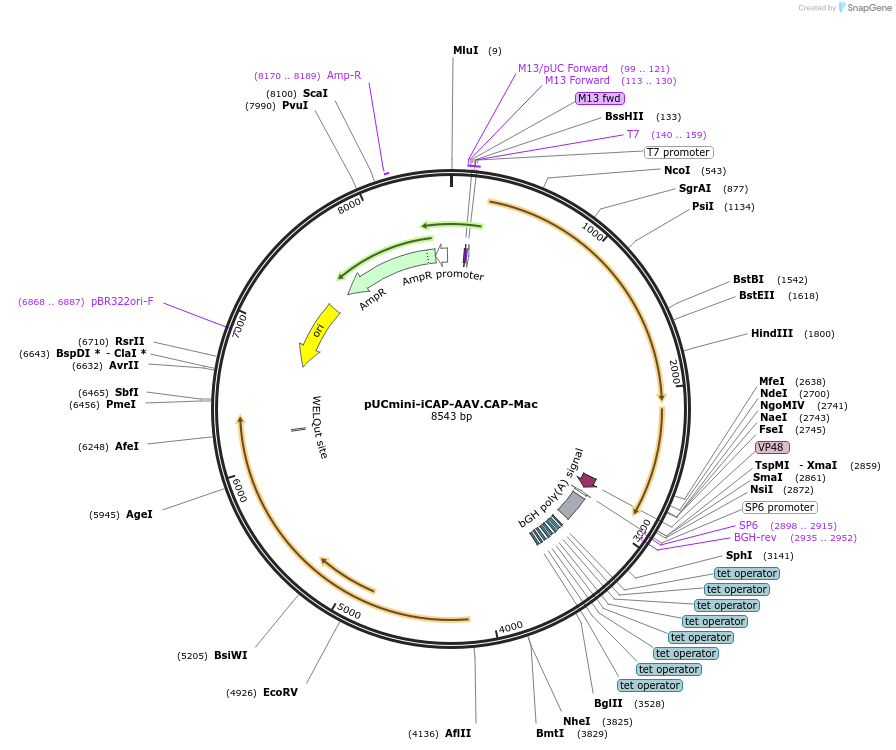 200658-plasmid-map-sequence-id-403453