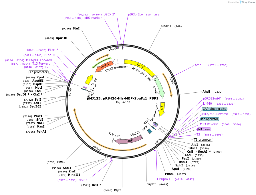 205256-plasmid-map-sequence-id-403455