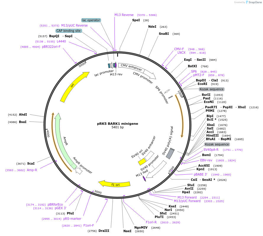 14695-plasmid-map-sequence-id-403456