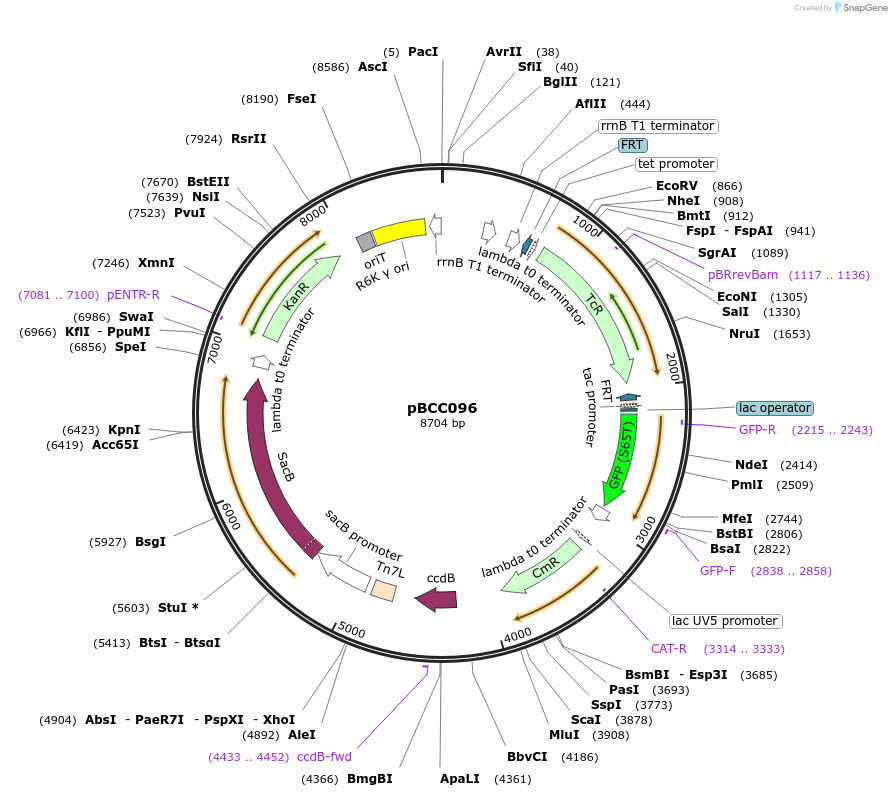 202222-plasmid-map-sequence-id-403461