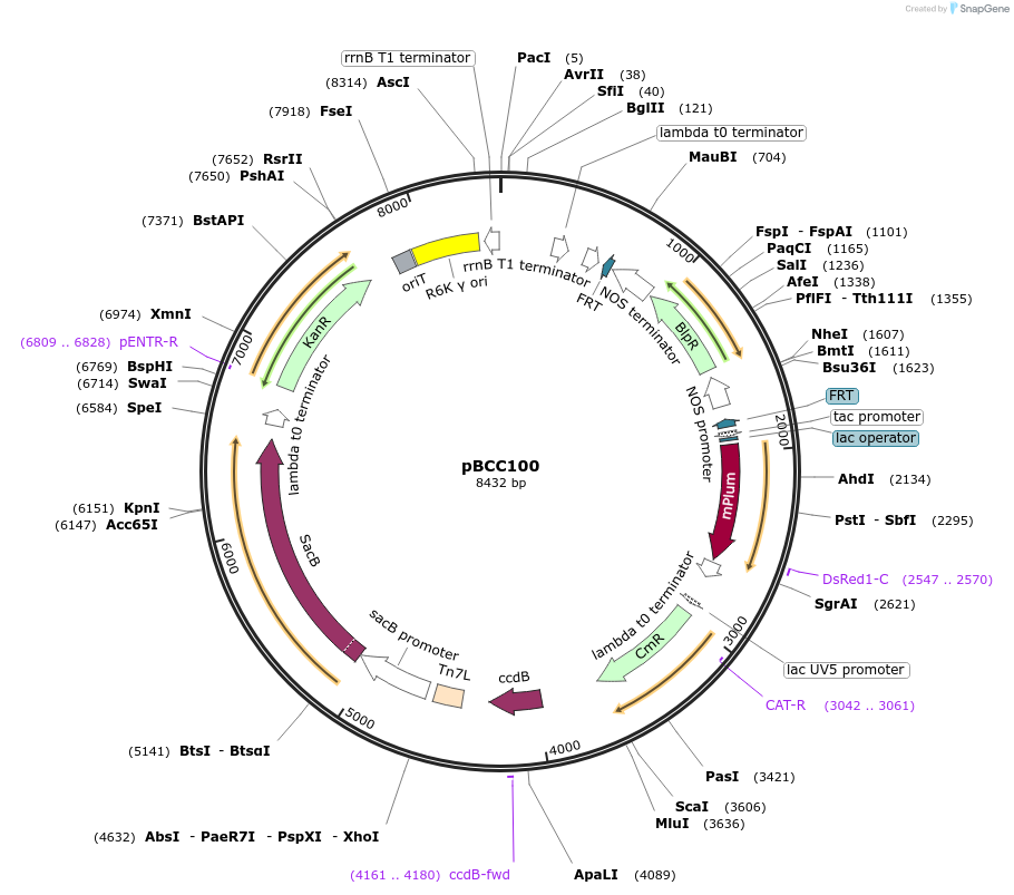 202226-plasmid-map-sequence-id-403464