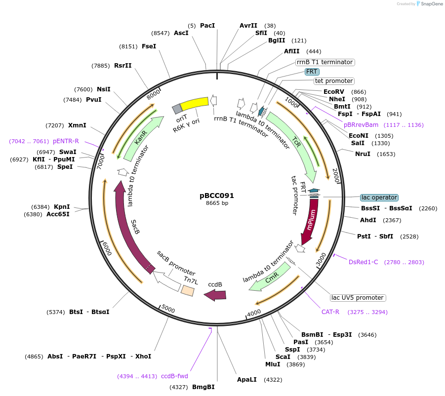 202218-plasmid-map-sequence-id-403465