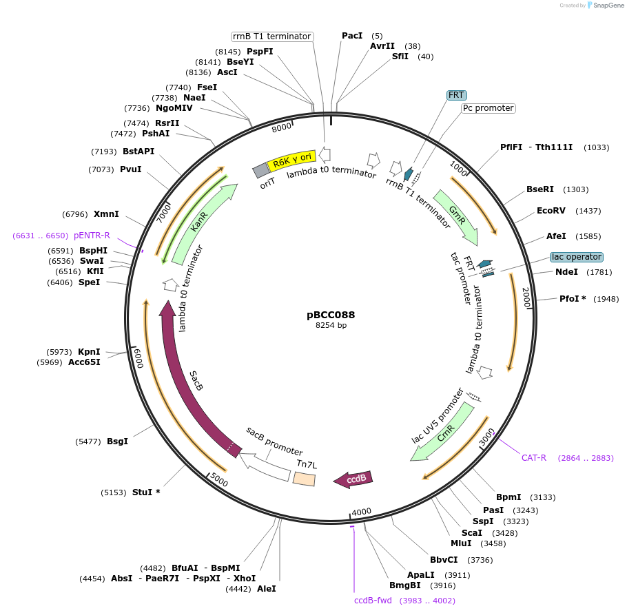 202215-plasmid-map-sequence-id-403466