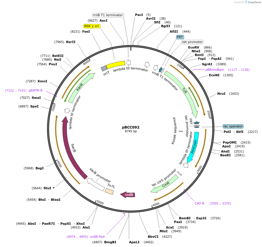 202219-plasmid-map-sequence-id-403472