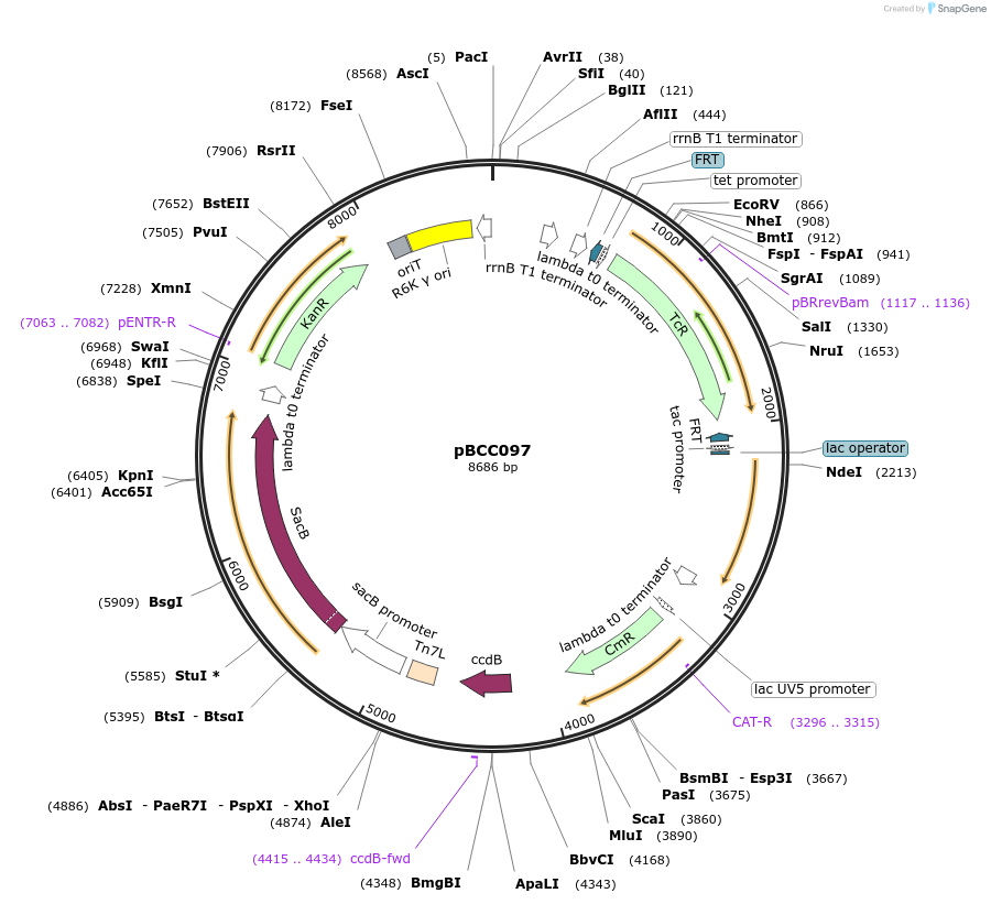 202223-plasmid-map-sequence-id-403473