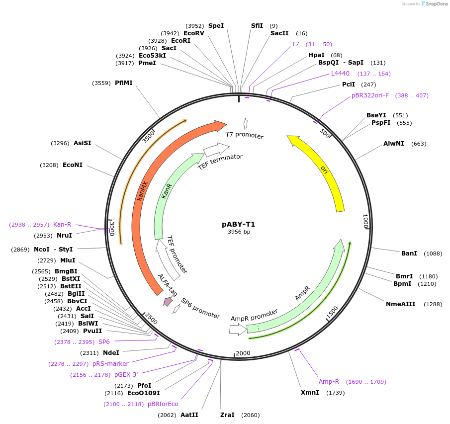 201764-plasmid-map-sequence-id-403474