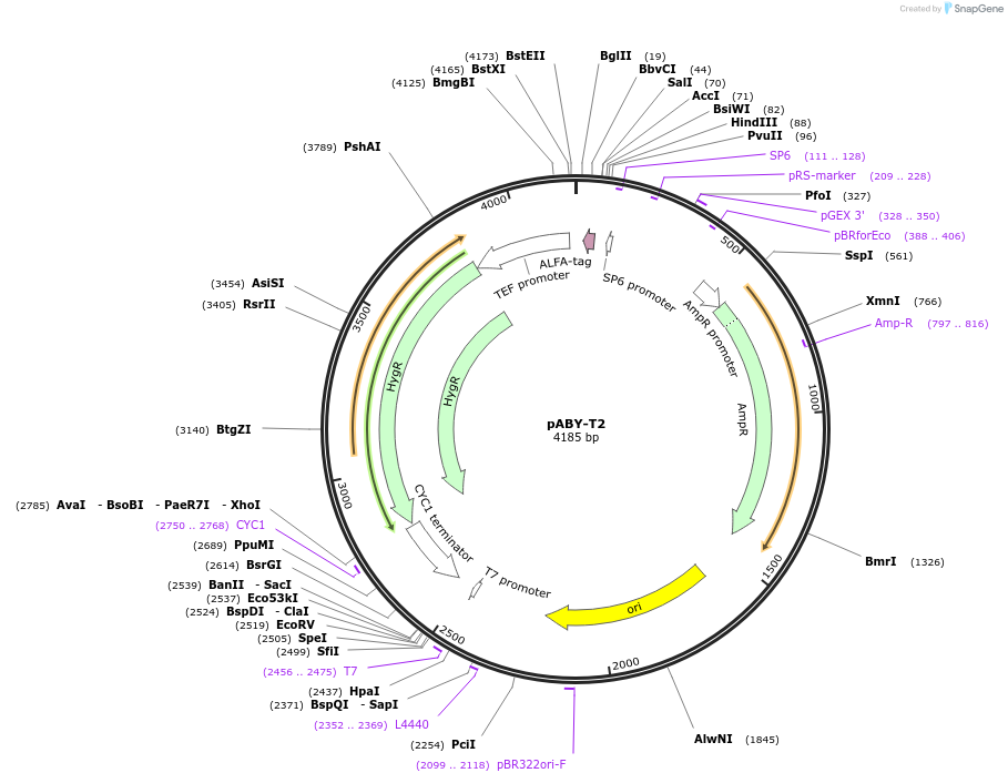 201765-plasmid-map-sequence-id-403475