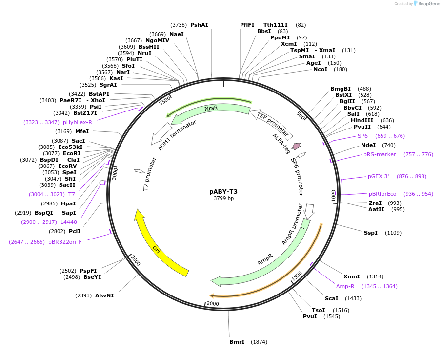 201766-plasmid-map-sequence-id-403476