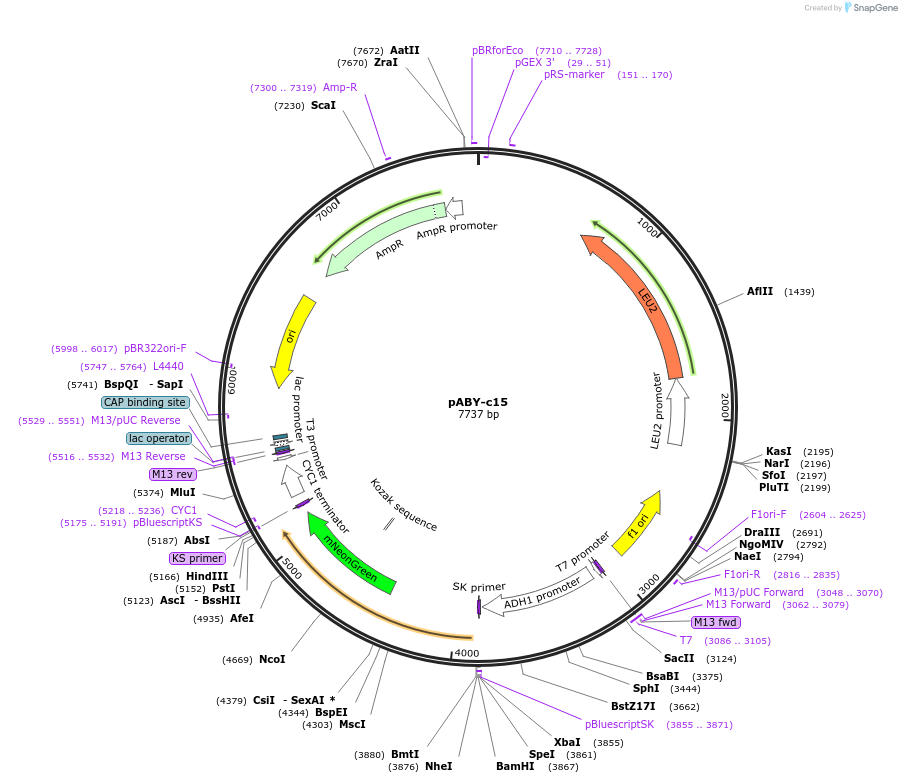 201768-plasmid-map-sequence-id-403479