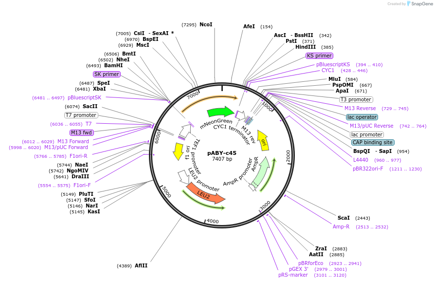 201771-plasmid-map-sequence-id-403482